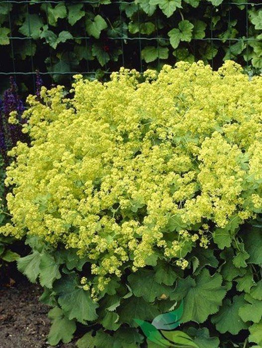 Превью изображения