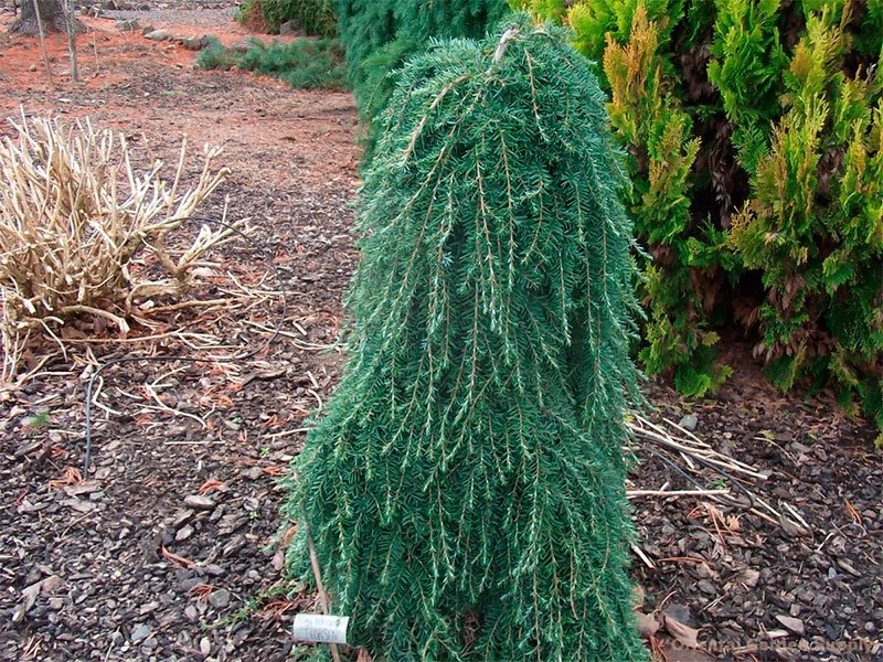 Превью изображения