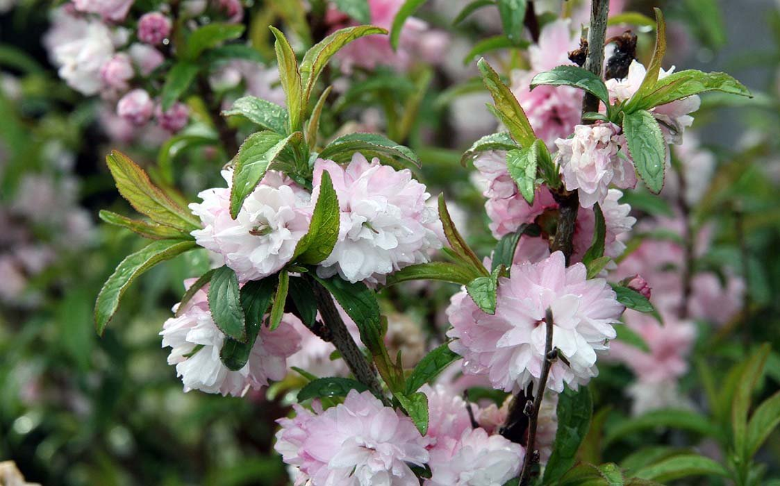 Превью изображения