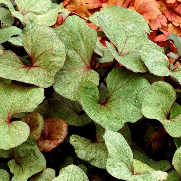 Превью изображения