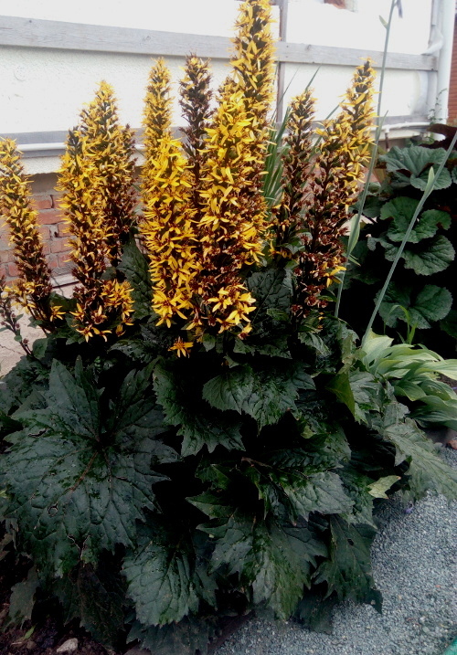 Превью изображения