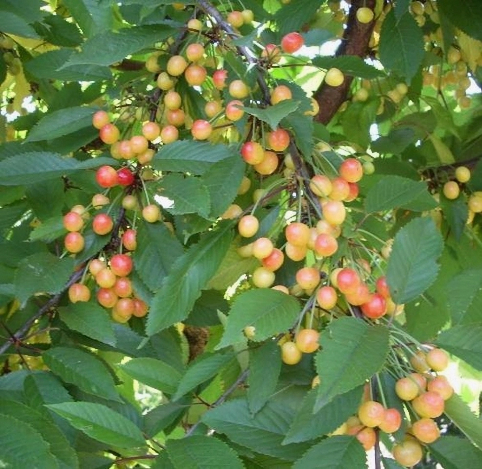 Превью изображения