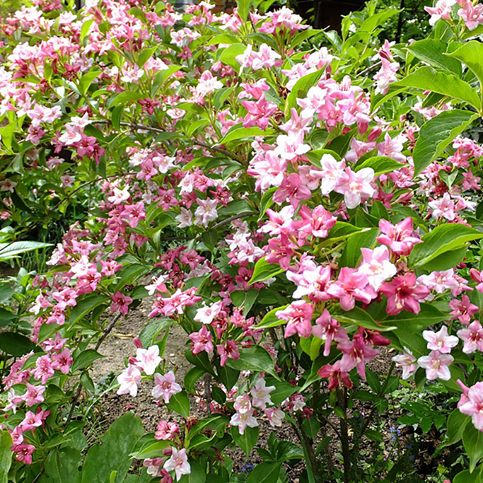 Превью изображения