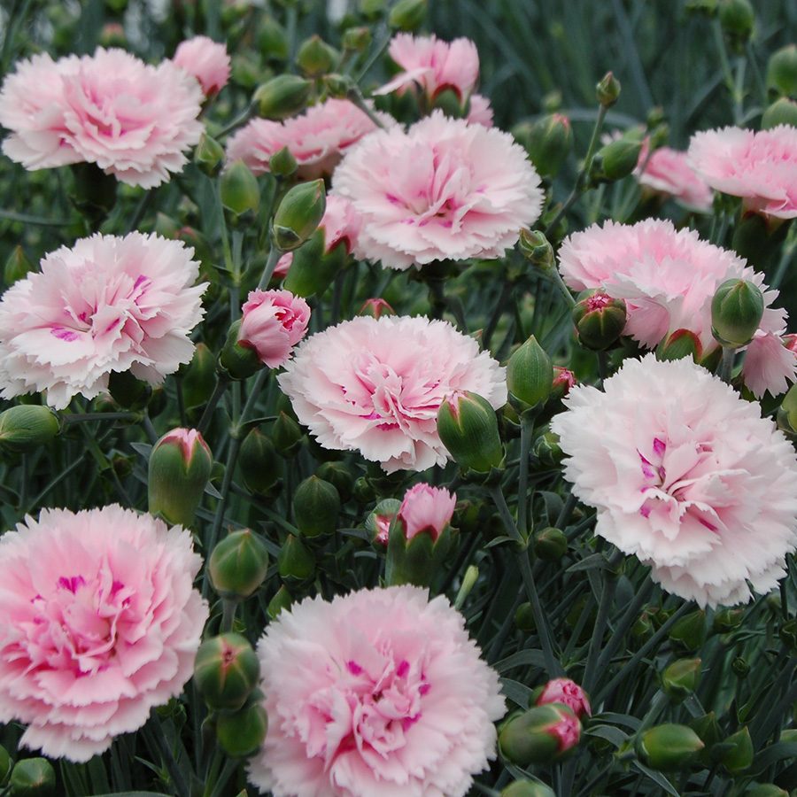 Превью изображения