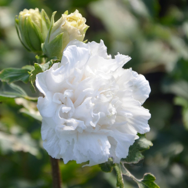 Превью изображения