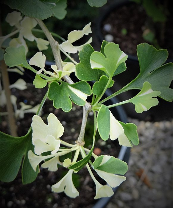 Превью изображения