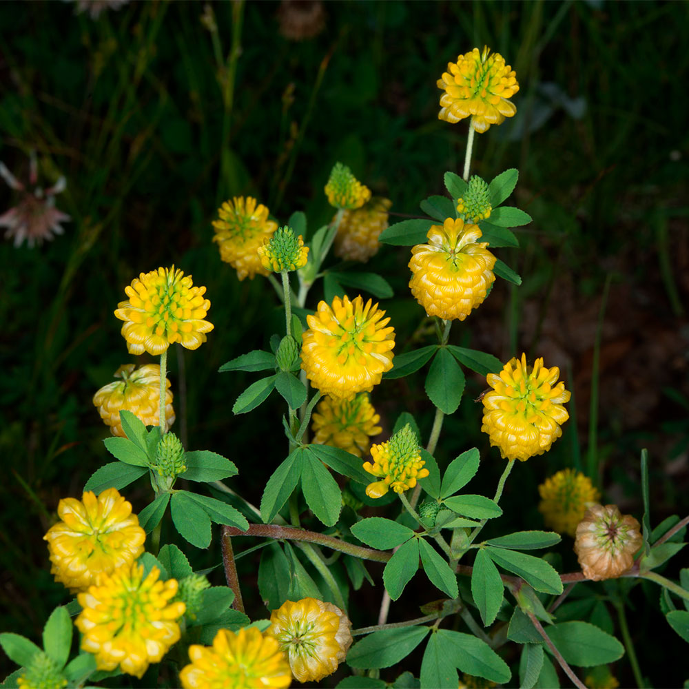 Превью изображения