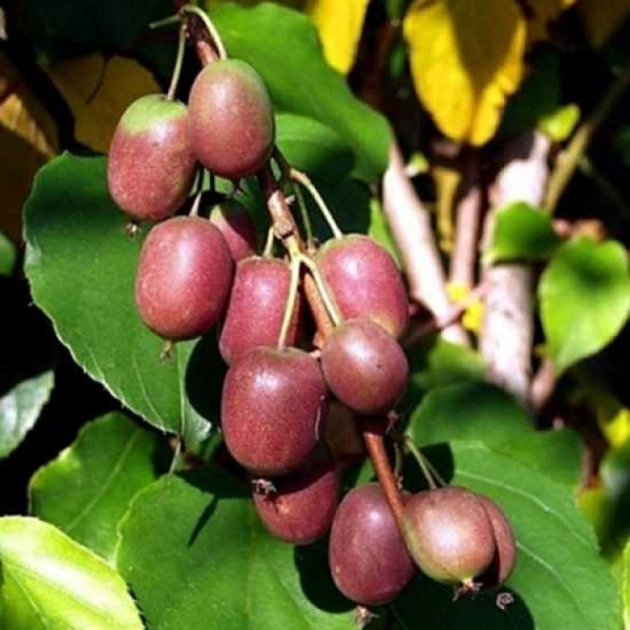 Превью изображения