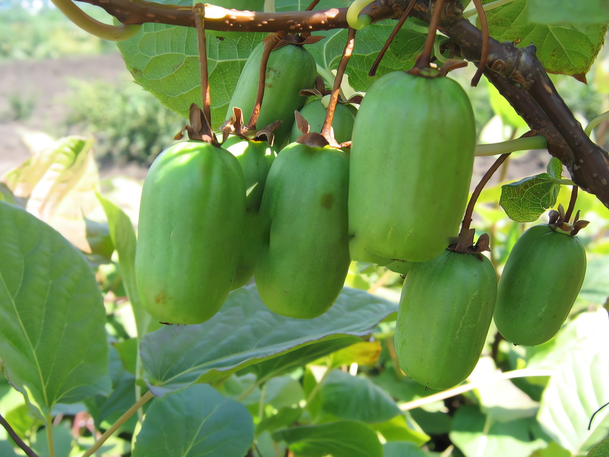 Превью изображения