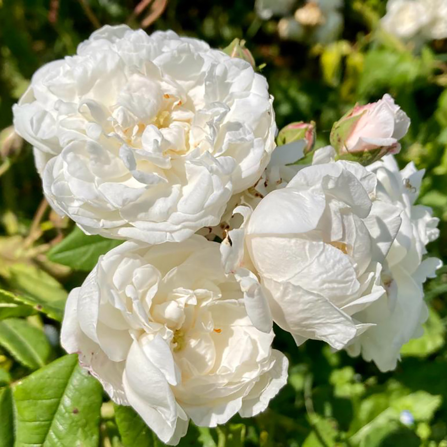 Превью изображения