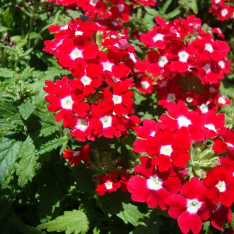 Превью изображения