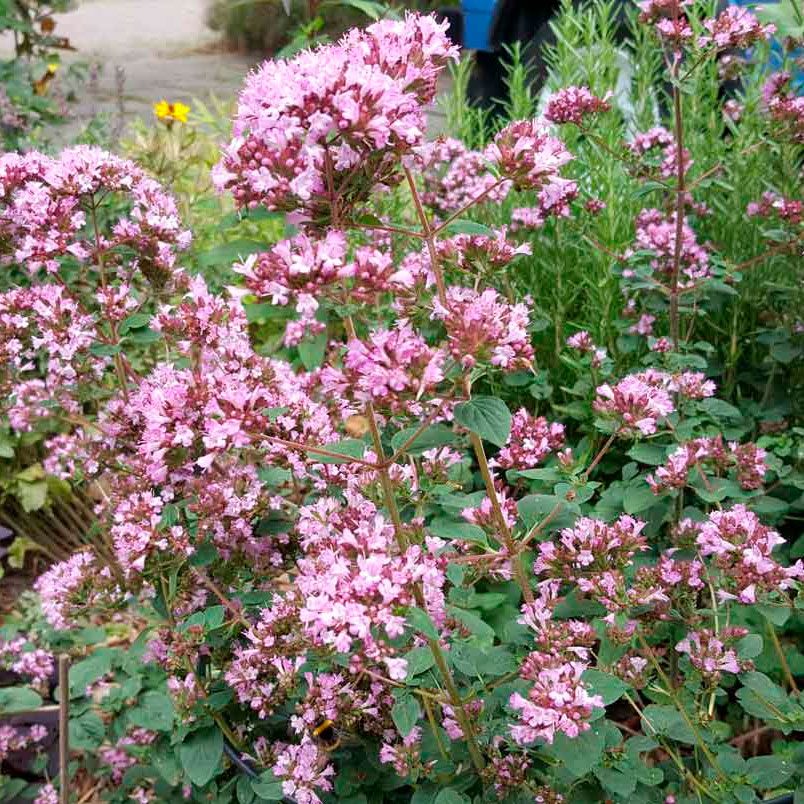 Превью изображения