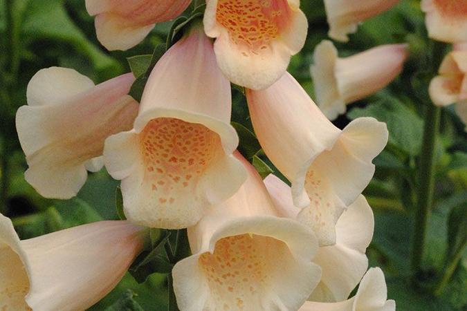 Превью изображения