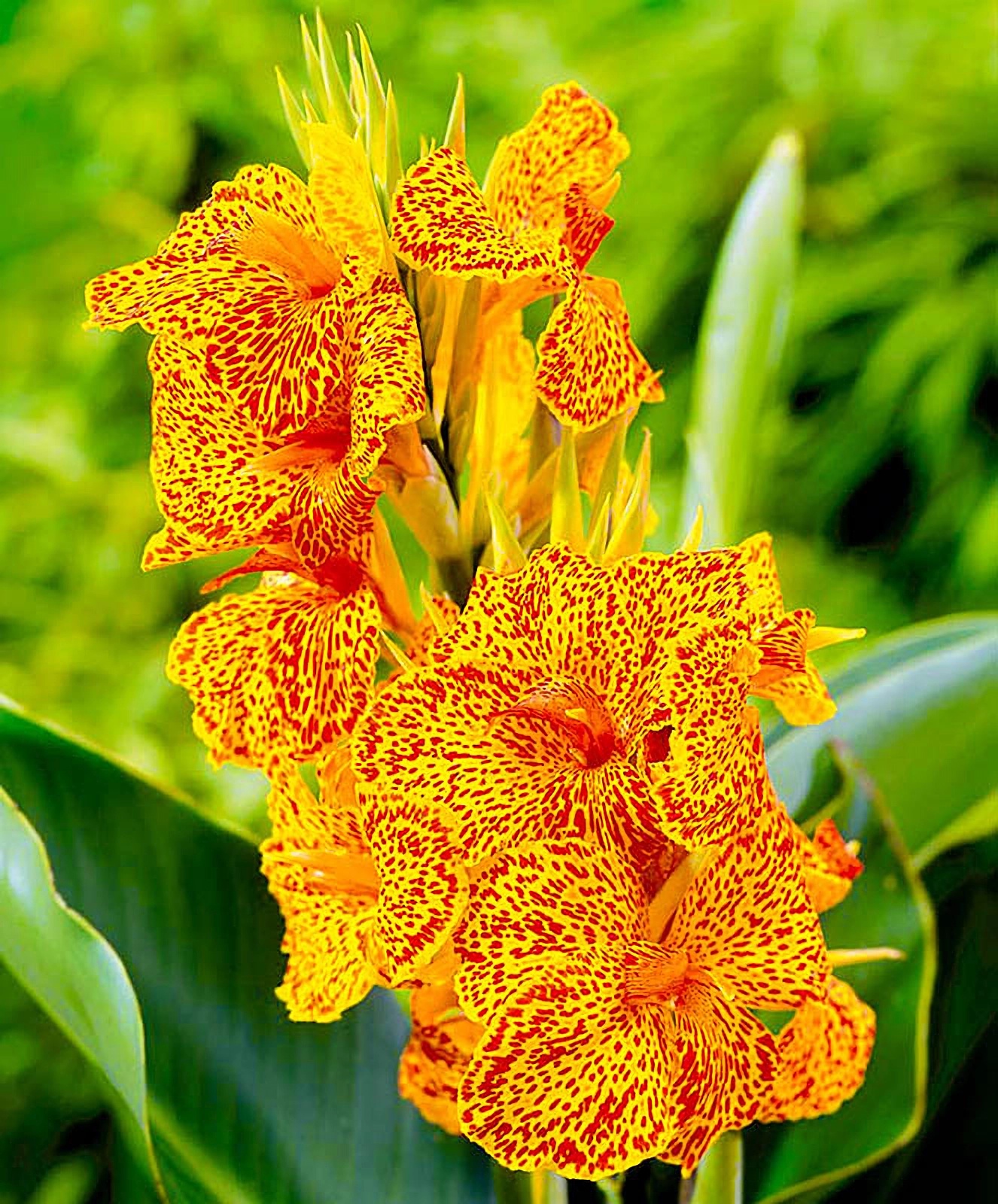 Превью изображения