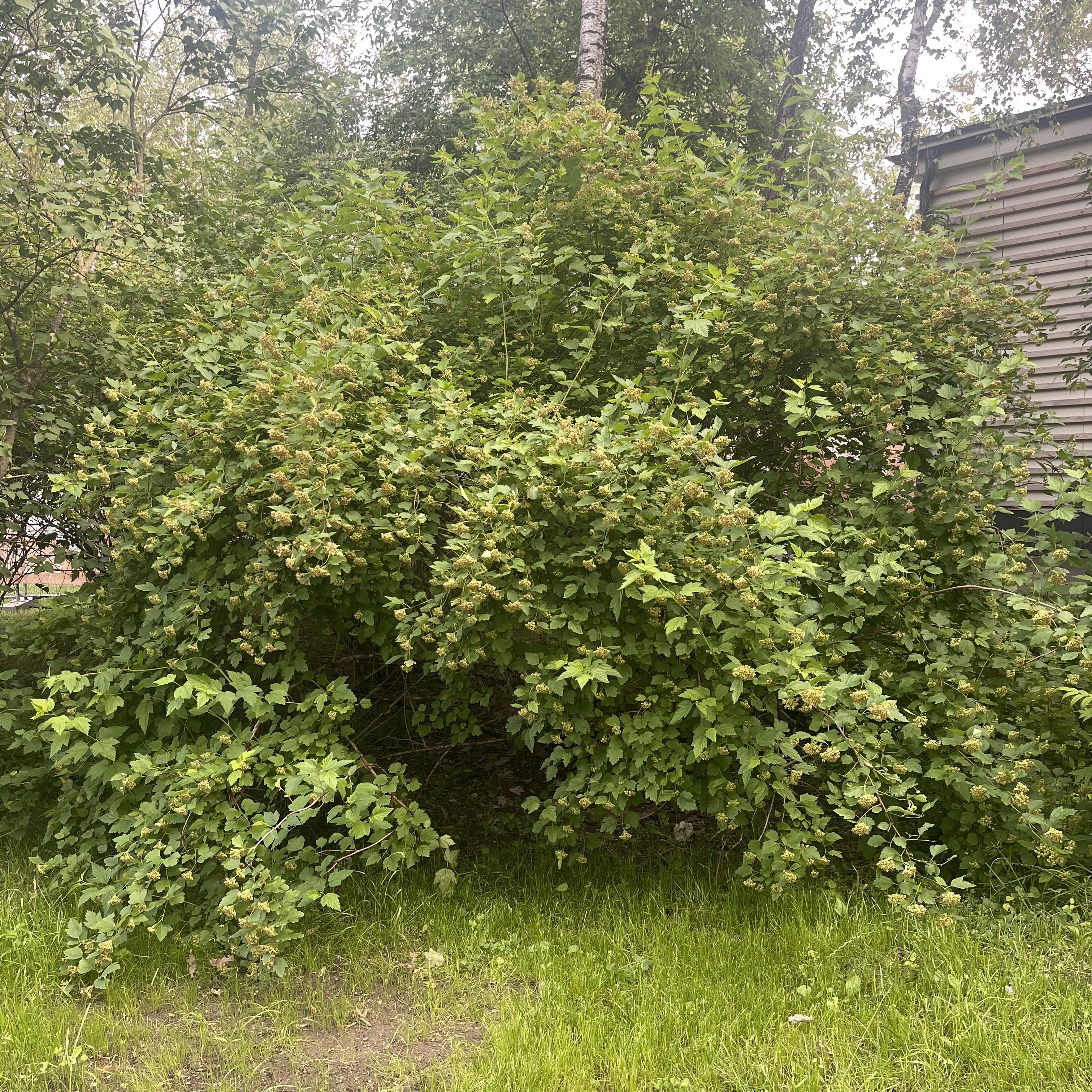 Превью изображения