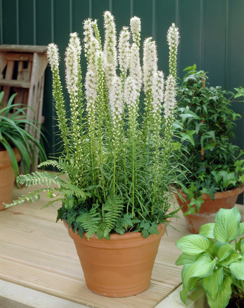 Превью изображения