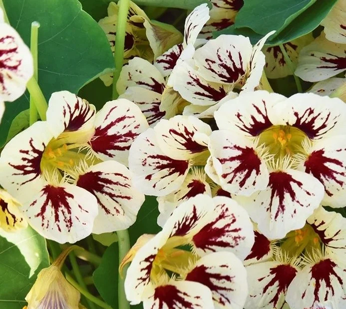 Превью изображения