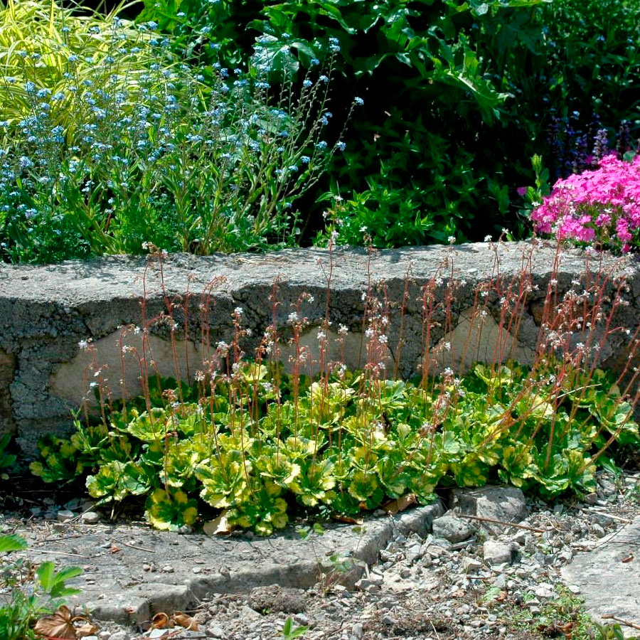 Превью изображения