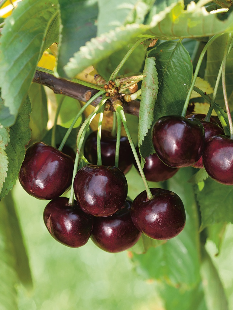 Превью изображения