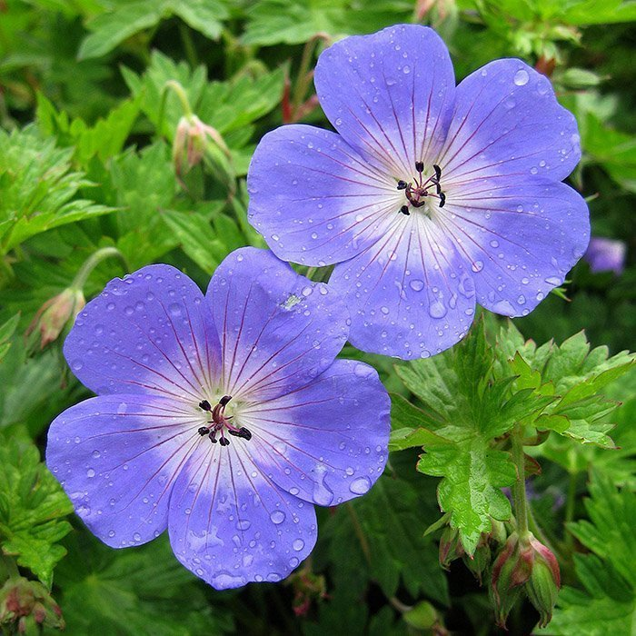 Превью изображения