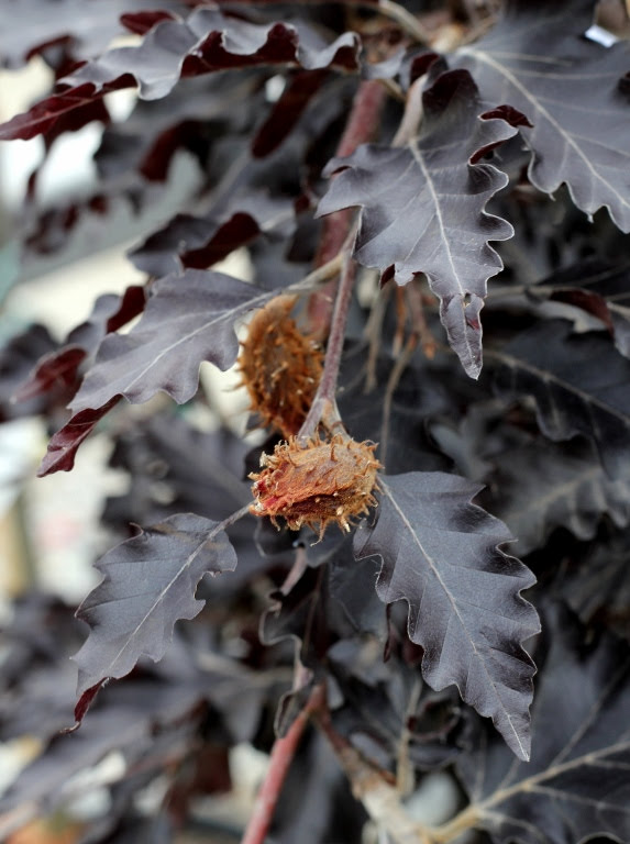 Превью изображения
