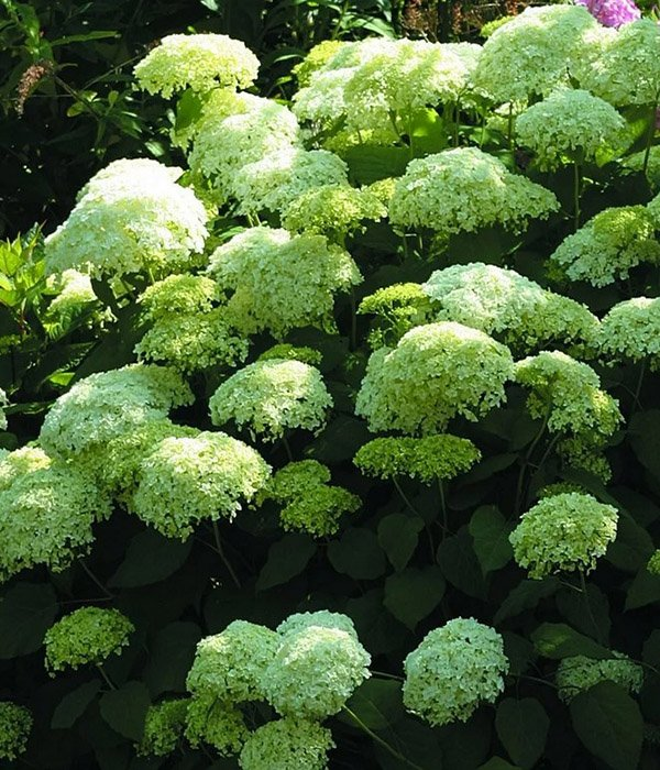 Превью изображения