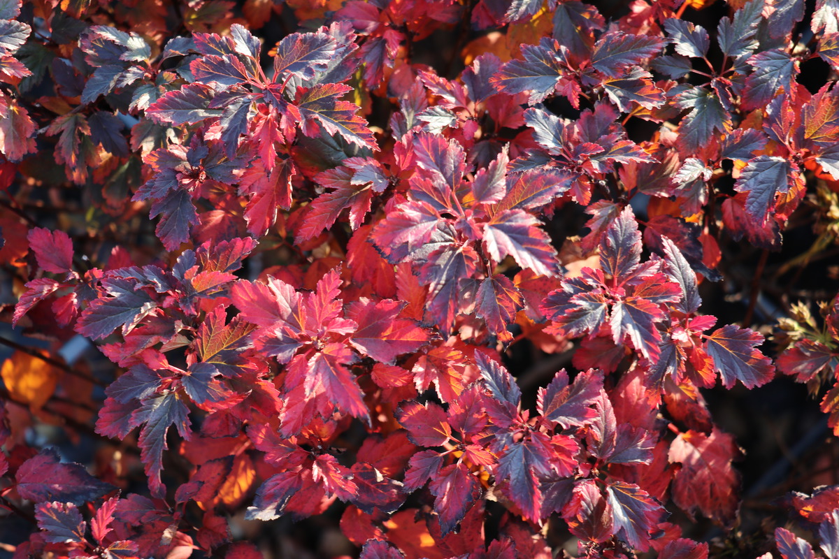 Превью изображения