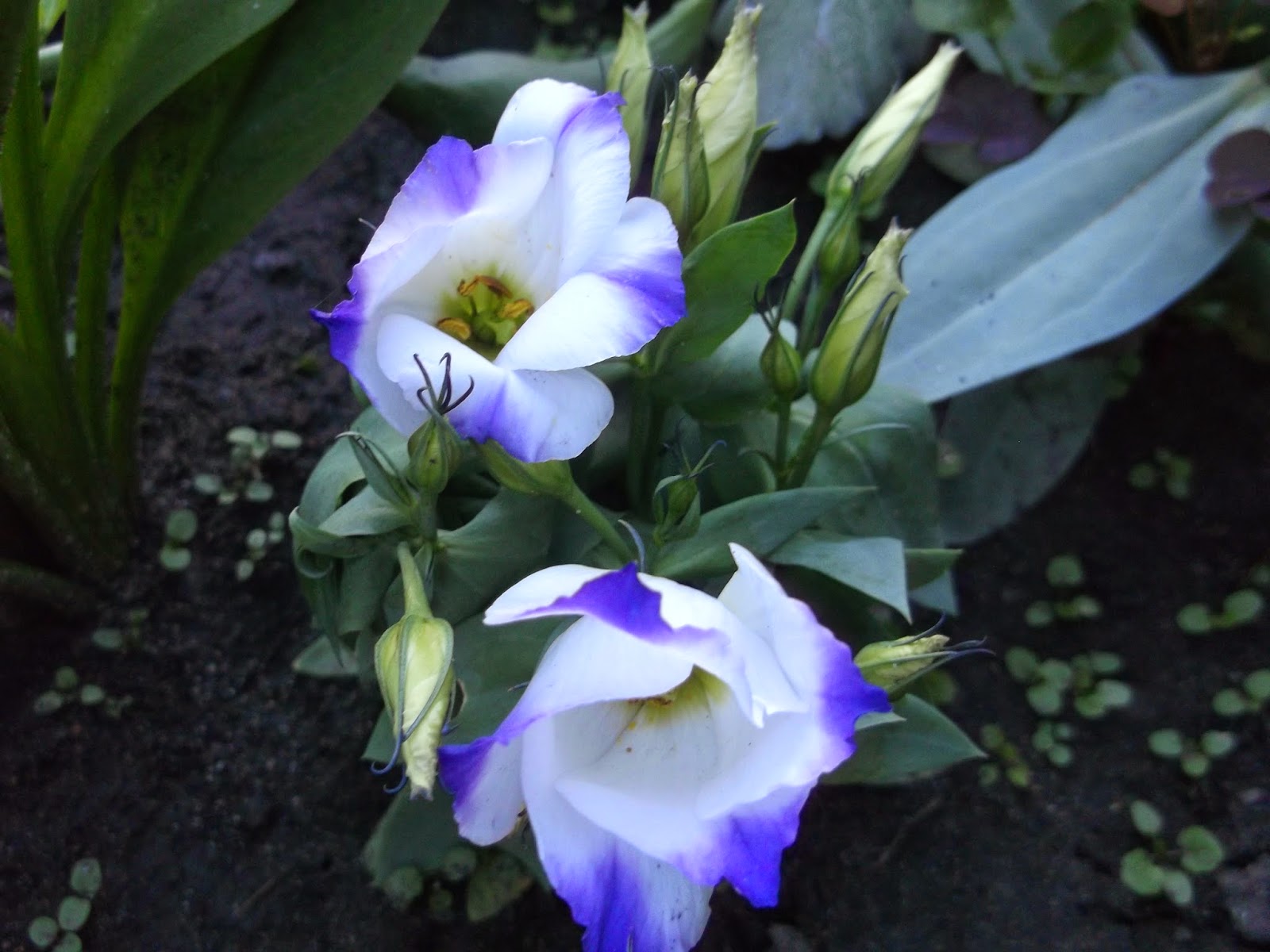 Превью изображения