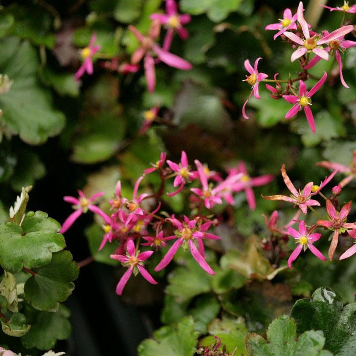 Превью изображения