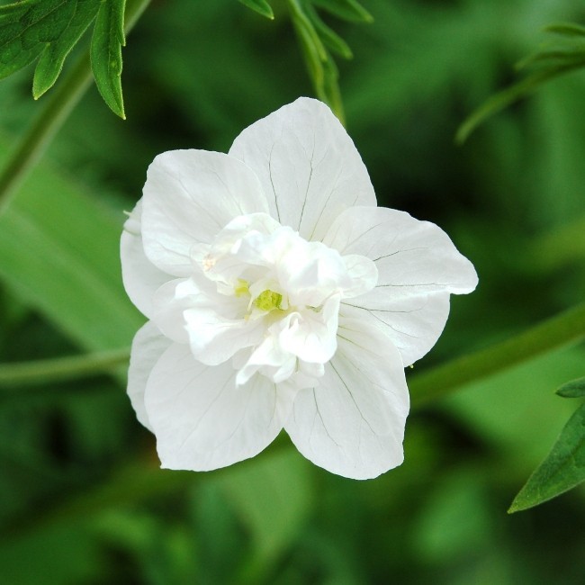 Превью изображения