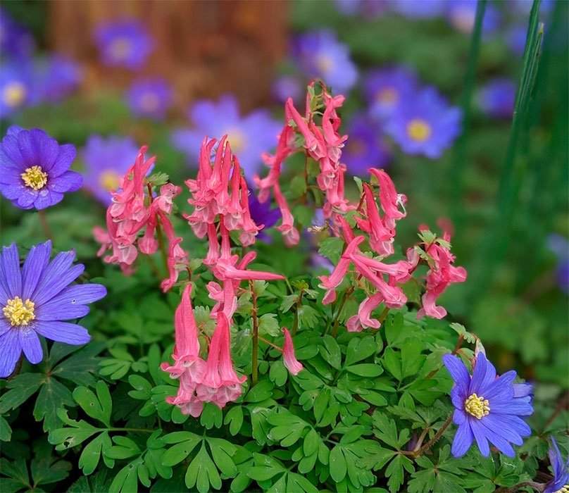 Превью изображения