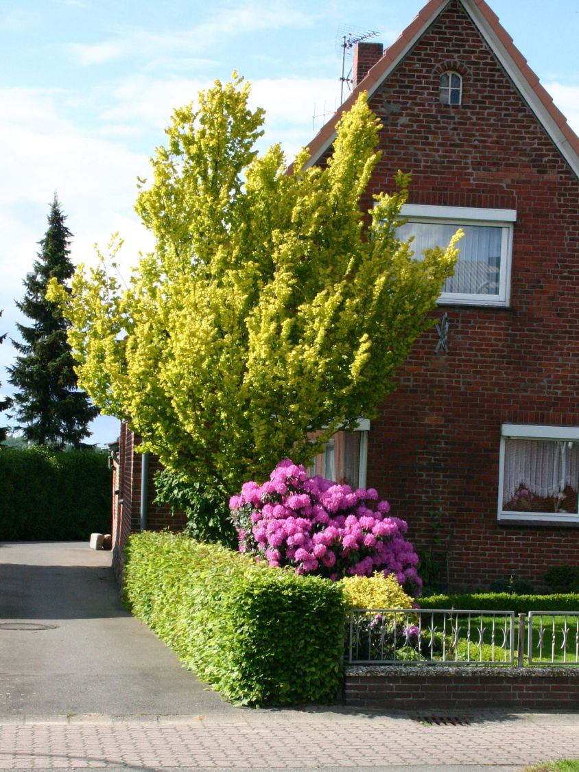 Превью изображения