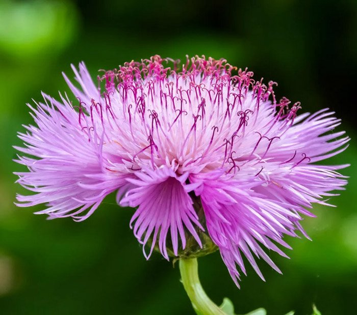 Превью изображения