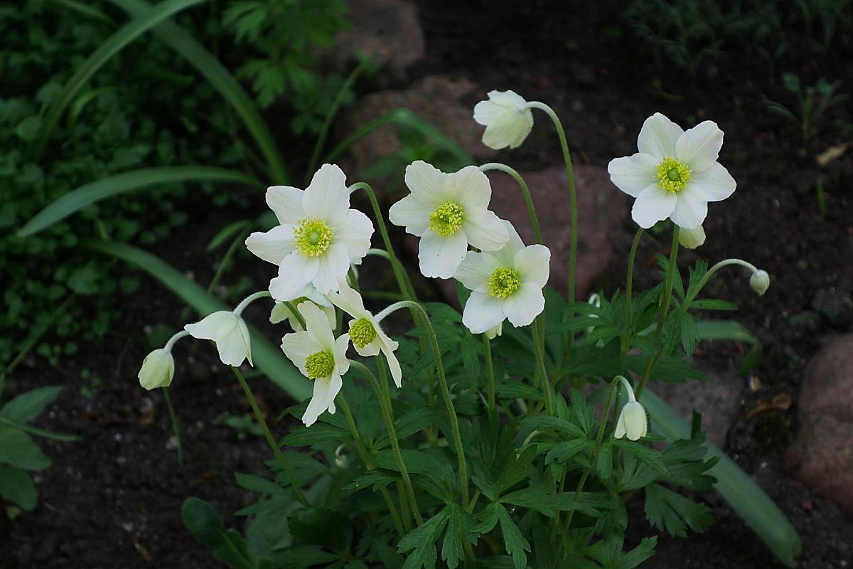 Превью изображения