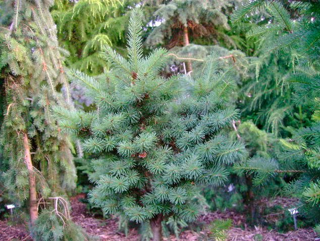 Превью изображения