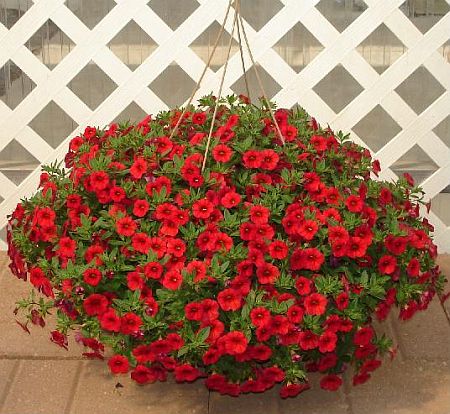 Превью изображения