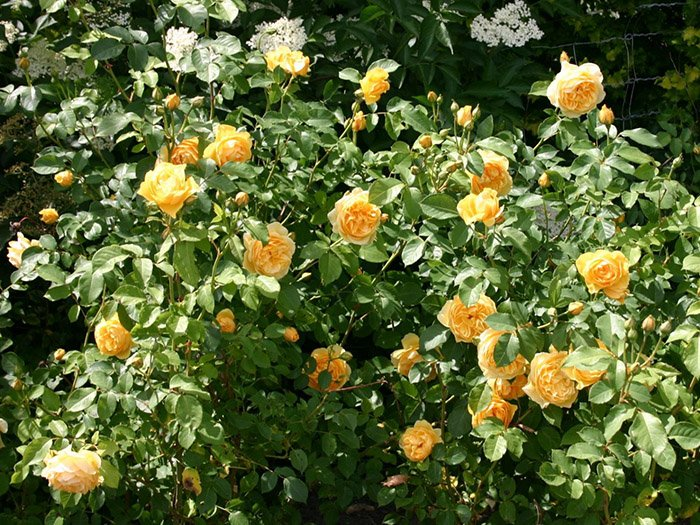 Превью изображения