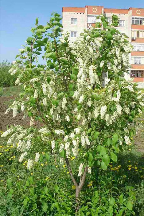 Превью изображения