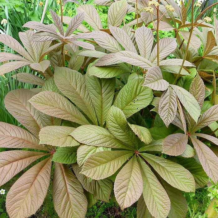 Превью изображения