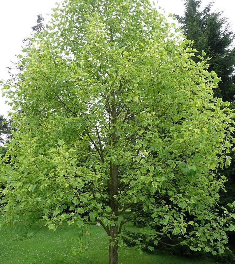 Превью изображения