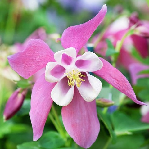 Превью изображения