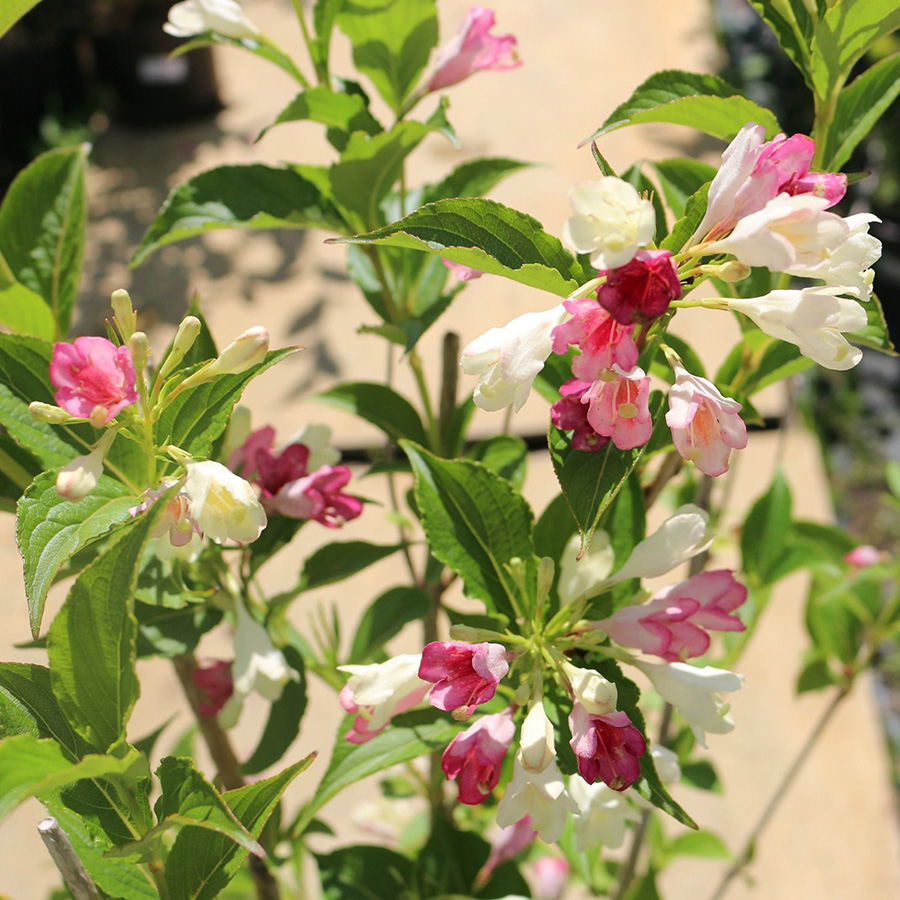 Превью изображения