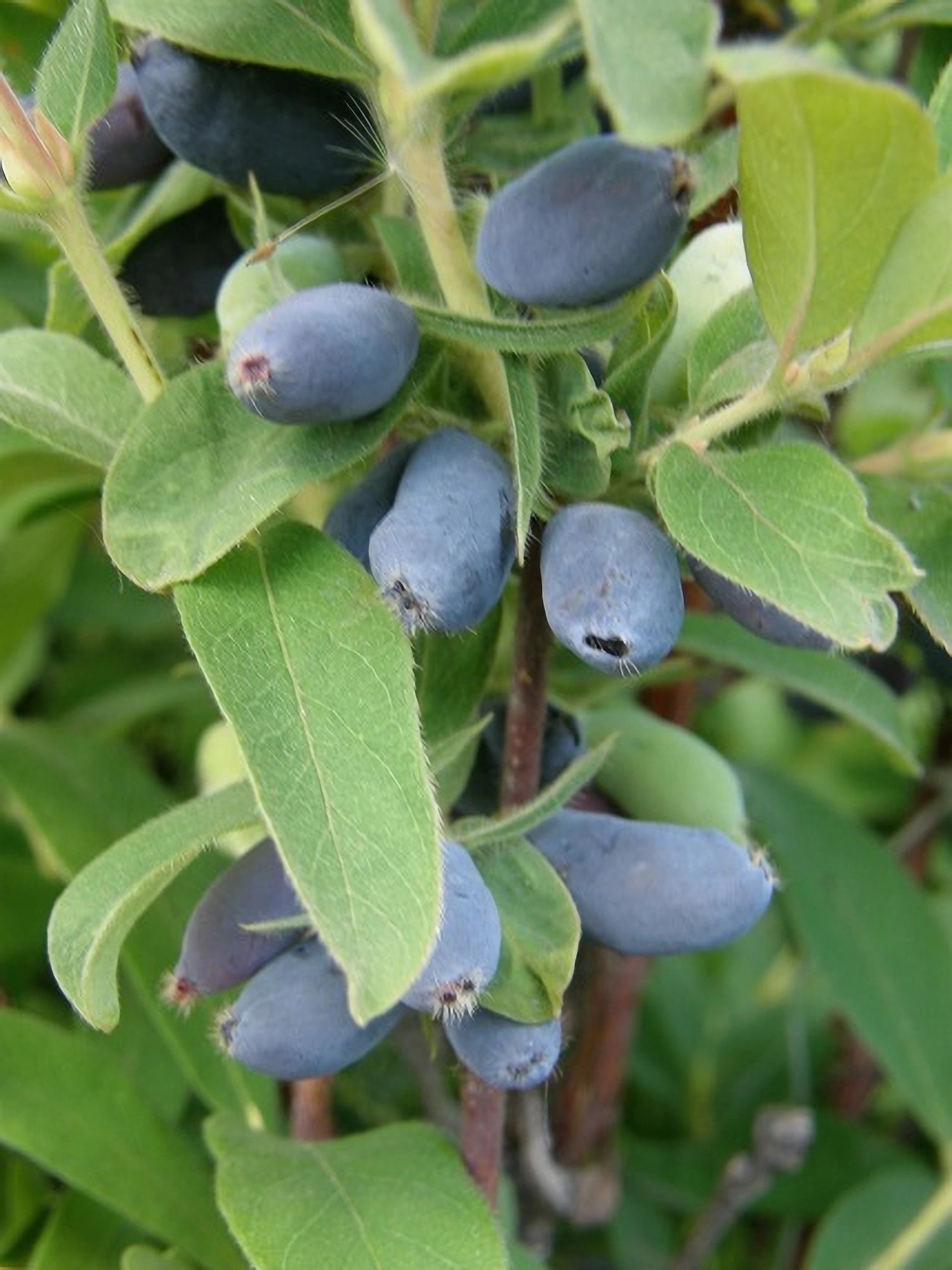 Превью изображения