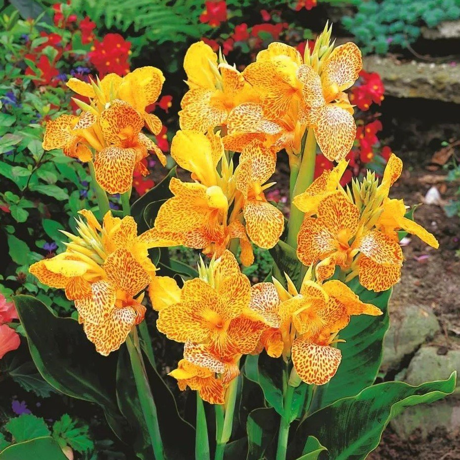 Превью изображения