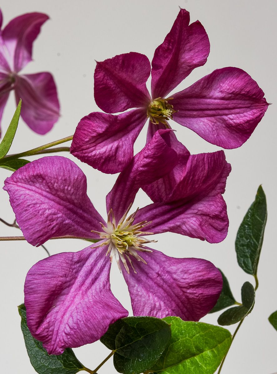 Превью изображения