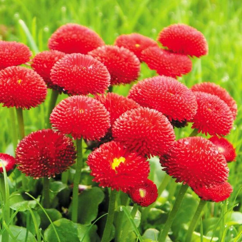 Превью изображения