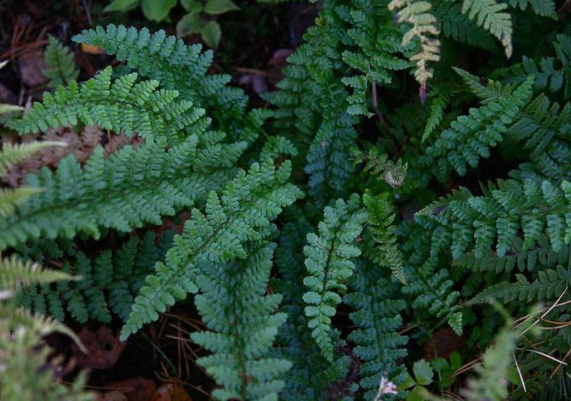 Превью изображения