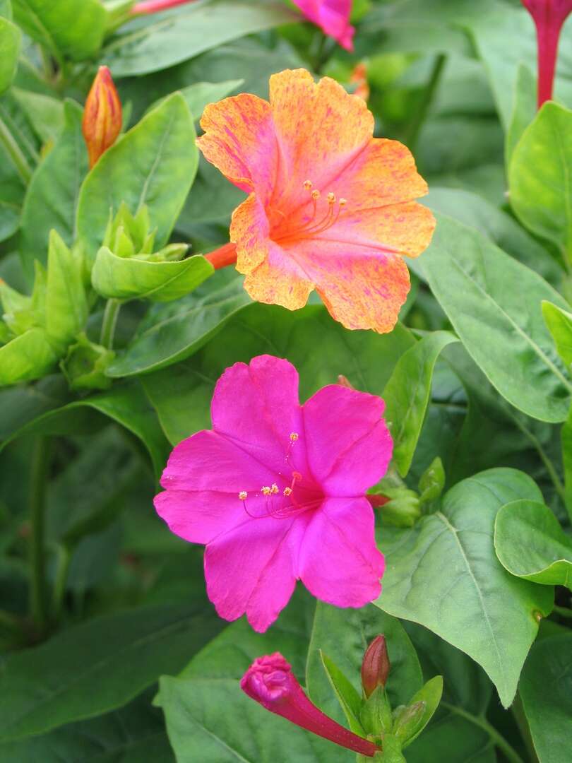 Превью изображения