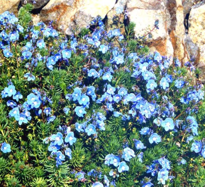 Превью изображения