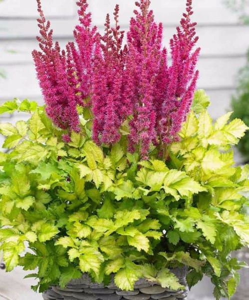 Превью изображения